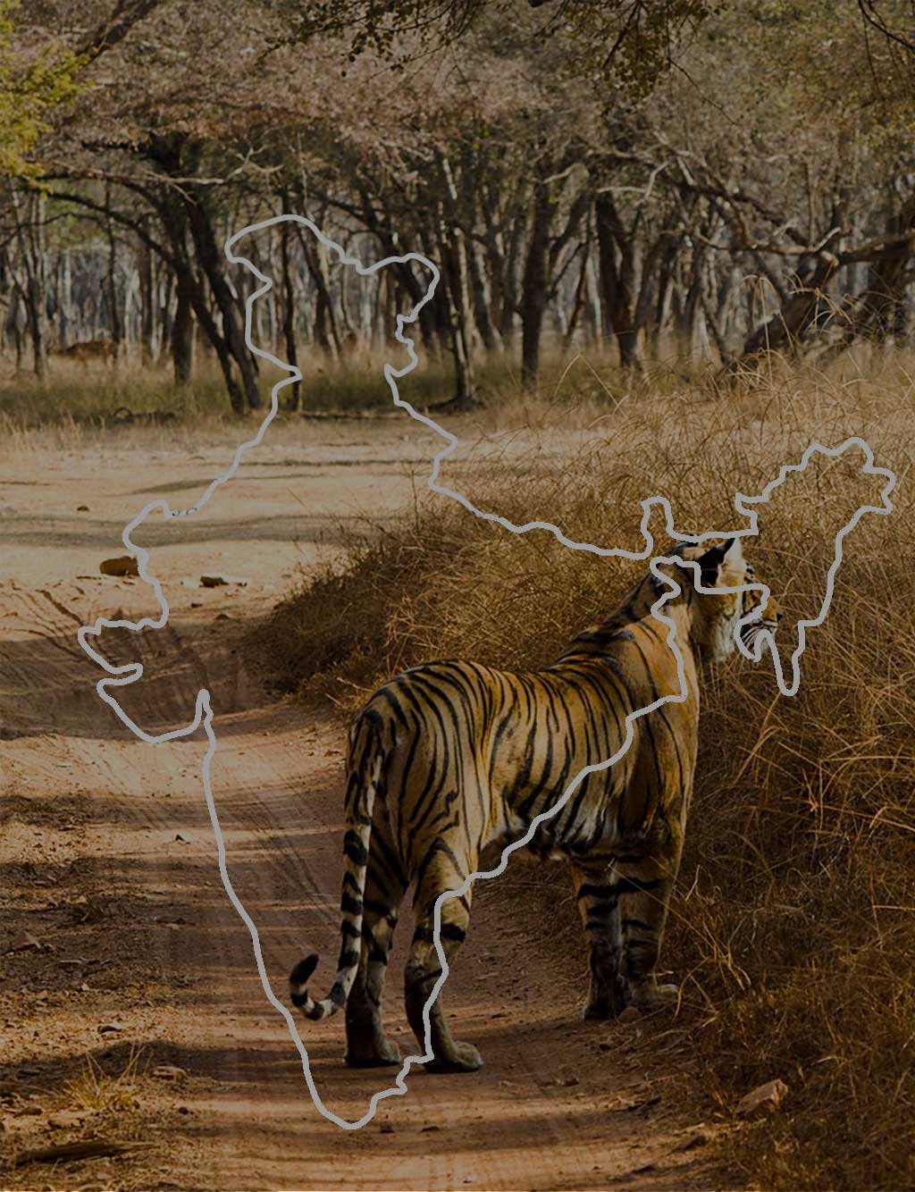 Ranthambore-Homepage-Image