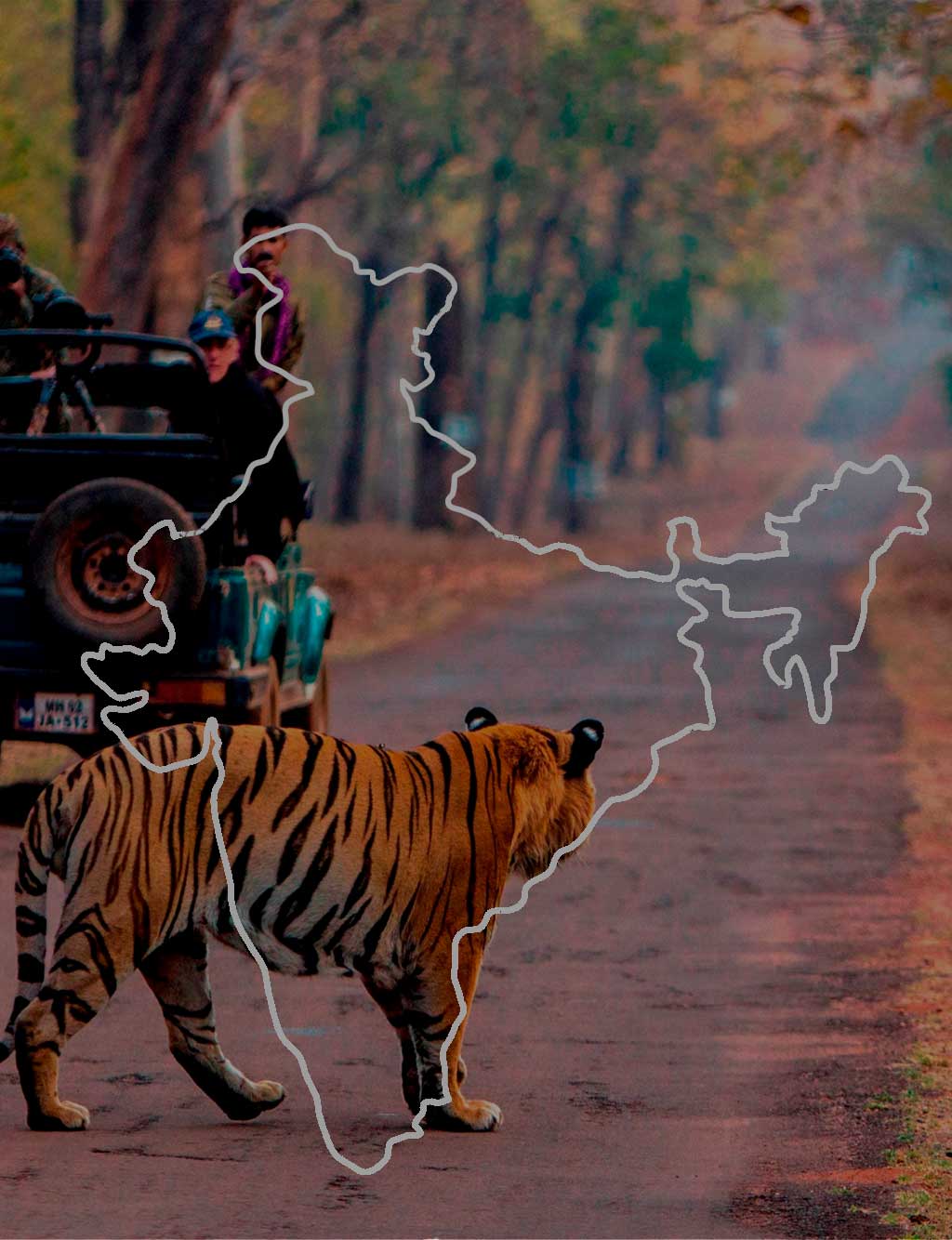 Tadoba-Andhari-Homepage-Image